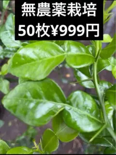 RIKOのへや様 リクエスト 2点 まとめ商品