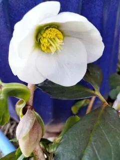 kaho様 リクエスト 2点 まとめ商品