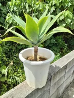 色々✔︎まとめ売り○発送まで1日様 リクエスト 2点 まとめ商品