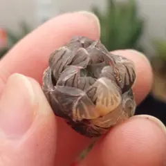 【特価】ハオルチア　オブツーサ錦　縞斑　総柄