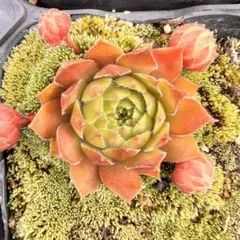 多肉植物 センペルビウム マーマレード No.9【黄】 - メルカリ