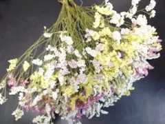 Sーオレガノケントビューティー ドライフラワー花材 リーススワッグ