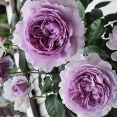 黒猫様 リクエスト 2点 まとめ商品