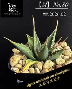 2026年最新】 アガベ ユタエンシス エボリスピナの人気アイテム - メルカリ