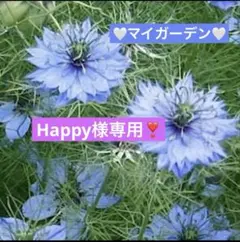 Happy様専用❣️ニゲラブルー❣️