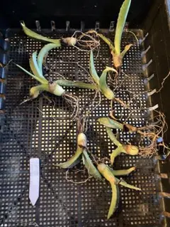 ベトナムノコギリコリアンダー苗 5株 根付き＋ホムデン苗3個オマケ発送