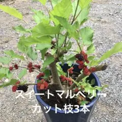 2025年最新】苗木の人気アイテム - メルカリ