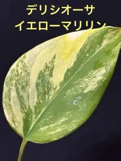 超希少】モンステラ デリシオーサ イエローマリリン 発根済み - メルカリ