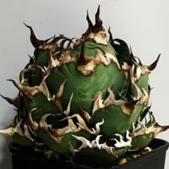 2025年最新】三叉戟 アガベの人気アイテム - メルカリ