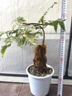 現品］【希少】37番 キンモウコウ 7号 観葉植物 レア 室内 タカワラビ