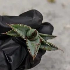 2025年最新】冰雹 アガベの人気アイテム - メルカリ