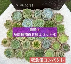 ⑥ 多肉植物寄せ植えセット エケベリア 韓国苗 多肉植物詰め合わせ カット苗