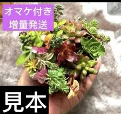 ひだにゃん様専用　1セット セダム　寄せ植え　詰め合わせカットセット