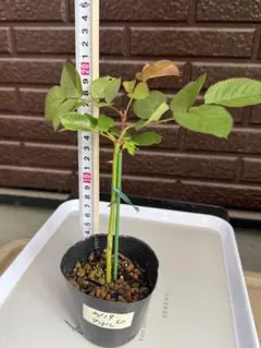 81 バラ苗 バラ挿し木苗 藤色 ノ - メルカリ