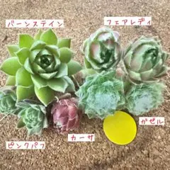 2026年最新】センペル ビウム セットの人気アイテム - メルカリ