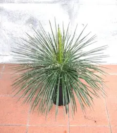 2026年最新】ジェミニフローラの人気アイテム - メルカリ