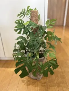 イラマフルーツ　ピンクサポテ イラマフルーツ ピンクサポテ - メルカリ