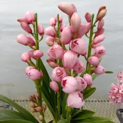 まみつわん　プロフ読んでね様 リクエスト 2点 まとめ商品　シンビジューム　萌香 2026年最新】シンビジューム 萌香の人気アイテム - メルカリ