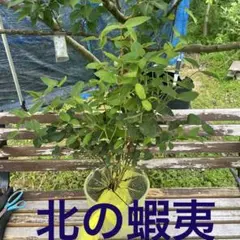 2026年最新】ハスカップ苗木の人気アイテム - メルカリ