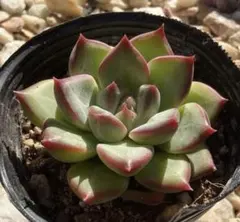 多肉植物　チェンソイン交配　レア　抜き苗　エケベリア　ムチムチ　肉厚　韓国苗