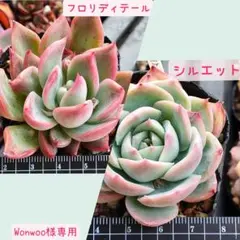 Wonwoo様 リクエスト 2点 まとめ商品