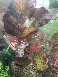 Begonia sp. from North Toraja 原種ベゴニア 青光り - メルカリ