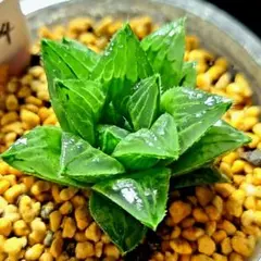 2298A ナイルの一滴実生 多肉植物 ハオルチア アロエ - メルカリ