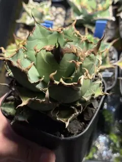 2026年最新】アガベチタノタ 子株の人気アイテム - メルカリ