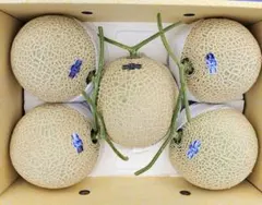 高知産 約10kg 温室マスクメロン 5玉 ○秀品 北海道沖縄発送不可