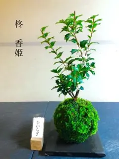 【たかちゃん様専用】柊香姫　苔玉　皿付き　苔盆栽　盆栽　白い花　ヒイラギ