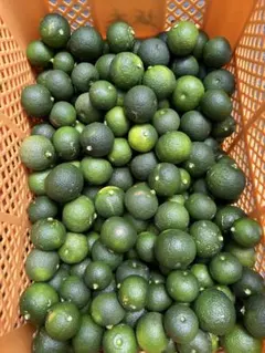 路地へべす　約5キロ（ダンボール重量込み）のサムネイル