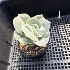 ❣️ラブリーローズ❣️現品 エケベリア 寄せ植え 多肉弁当 多肉植物