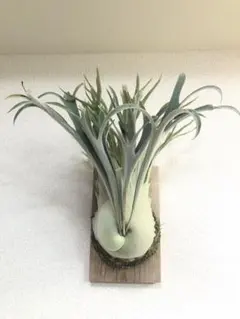 2026年最新】veitchii wildの人気アイテム - メルカリ