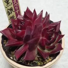 【メルカリ便】 黒銀姫　ミックスベリア　多肉植物　おらいさん苗