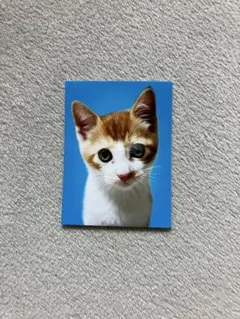 チタペン様 リクエスト 2点 まとめ商品