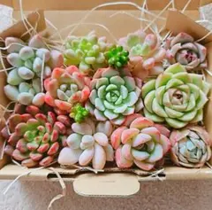 多肉植物 寄せ植えセットc