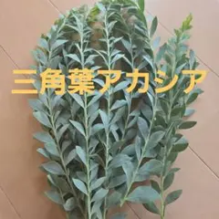 三角ミモザ アカシア フレッシュ - メルカリ
