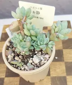 2026年最新】つぶつぶ屋 おひめの人気アイテム - メルカリ