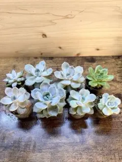 寄せ植えにも♪ エケベリアセット 可愛らしい多肉植物 種類様々