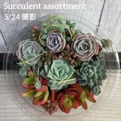 多肉植物詰め合わせ カット苗 多肉弁当 寄せ植え