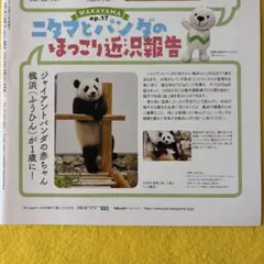 2026年最新】南紀白浜アドベンチャーワールドの人気アイテム - メルカリ