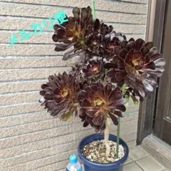観葉植物アエオニウム錦❤️スーパーバン❤️ 状態図 - メルカリ