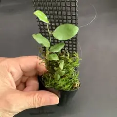 こーじまん様 リクエスト 2点 まとめ商品