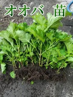 オニバス 発芽苗 3株B - メルカリ