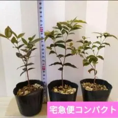 charmy39様 リクエスト 3点 まとめ商品