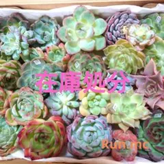 a79多肉植物エケベリア❗訳あり苗＆在庫処分セット❗