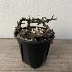 【ふみ様専用】セロペギア　ボッセリ&シモネアエ