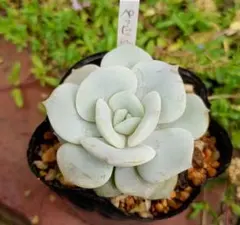 ぱんだこぱんだ様 リクエスト 4点 まとめ商品