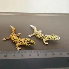 チョコエッグ　ヒョウモントカゲモドキ2種のサムネイル