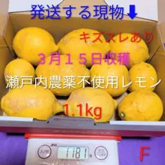 F ３月１５日収穫 新鮮！瀬戸内の農薬不使用レモン　キズスレあり